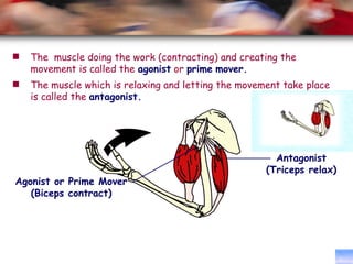 Agonist or Prime Mover (Biceps contract) The  muscle doing the work (contracting) and creating the  movement is called the  agonist  or  prime   mover. Antagonist (Triceps relax) The muscle which is relaxing and letting the movement take place is called the  antagonist. 