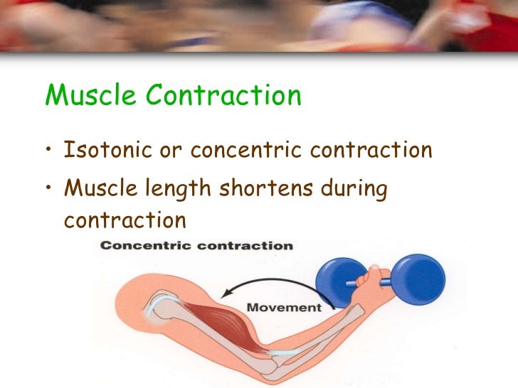 Session 12 (muscle contractions)