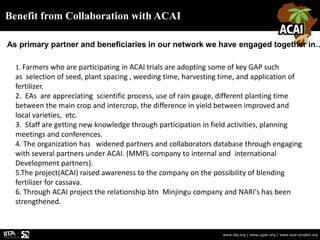 Benefit from Collaboration with ACAI
www.iita.org | www.cgiar.org | www.acai-project.org
As primary partner and beneficiaries in our network we have engaged together in…
1. Farmers who are participating in ACAI trials are adopting some of key GAP such
as selection of seed, plant spacing , weeding time, harvesting time, and application of
fertilizer.
2. EAs are appreciating scientific process, use of rain gauge, different planting time
between the main crop and intercrop, the difference in yield between improved and
local varieties, etc.
3. Staff are getting new knowledge through participation in field activities, planning
meetings and conferences.
4. The organization has widened partners and collaborators database through engaging
with several partners under ACAI. (MMFL company to internal and international
Development partners).
5.The project(ACAI) raised awareness to the company on the possibility of blending
fertilizer for cassava.
6. Through ACAI project the relationship btn Minjingu company and NARI's has been
strengthened.
 