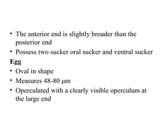Operculated Shape Parasitology session (facsiola hepatica) | PPTX