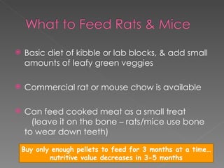 Mouse Kibble Lagomorphs & Rodents | PPT