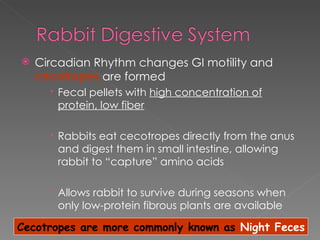 Circadian Rhythm changes GI motility and  cecotropes  are formed Fecal pellets with  high concentration of protein, low fiber Rabbits eat cecotropes directly from the anus and digest them in small intestine, allowing rabbit to “capture” amino acids Allows rabbit to survive during seasons when only low-protein fibrous plants are available Cecotropes are more commonly known as  Night Feces 
