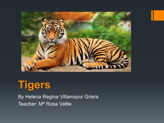 Tigers
By Helena Regina Villamayor Griera
Teacher: Mª Rosa Vatlle
 
