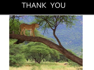 Indigenous knowledge to support traditional systems of grazing and pasture managementBuilding Adaptive Capacity Pastoral LivelihoodsInnovative conservation mechanisms that provide financial incentivesEcotourism businessesLodges and campsCultural home staysBeadworkResearch tourism