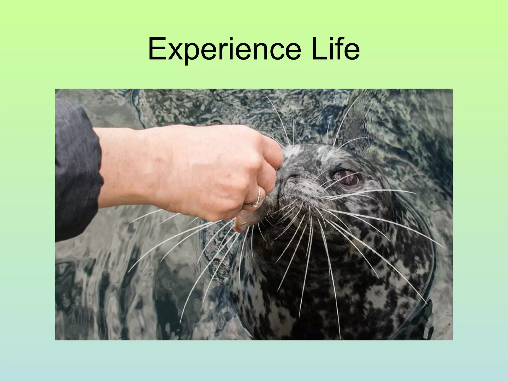 Experience Life
 