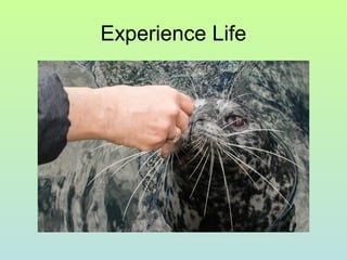 Experience Life
 