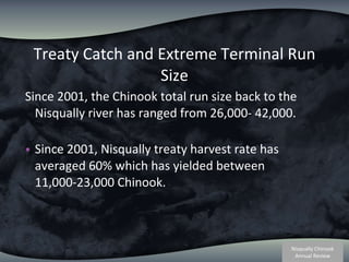 Treaty Catch and Extreme Terminal Run Size Since 2001, the Chinook total run size back to the Nisqually river has ranged from 26,000- 42,000.  Since 2001, Nisqually treaty harvest rate has averaged 60% which has yielded between 11,000-23,000 Chinook.  