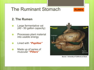 Session 1 intro and digestive systems 2018(1) | PPTX
