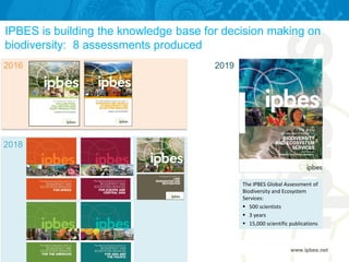 IPBES is building the knowledge base for decision making on
biodiversity: 8 assessments produced
www.ipbes.net
2016
2018
2019
The IPBES Global Assessment of
Biodiversity and Ecosystem
Services:
 500 scientists
 3 years
 15,000 scientific publications
 