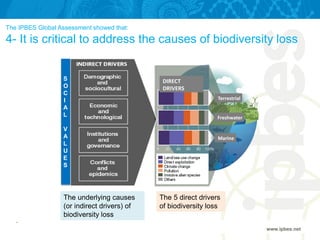 The IPBES Global Assessment showed that:
4- It is critical to address the causes of biodiversity loss
The 5 direct drivers
of biodiversity loss
DIRECT
DRIVERS
Terrestrial
Freshwater
Marine
S
O
C
I
A
L
V
A
L
U
E
S
www.ipbes.net
The underlying causes
(or indirect drivers) of
biodiversity loss
 