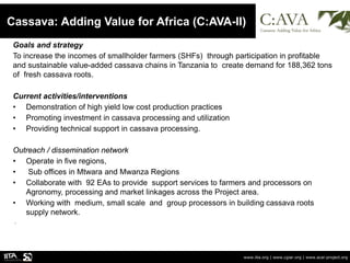 Cassava: Adding Value for Africa (C:AVA-II)
www.iita.org | www.cgiar.org | www.acai-project.org
Goals and strategy
To incr...