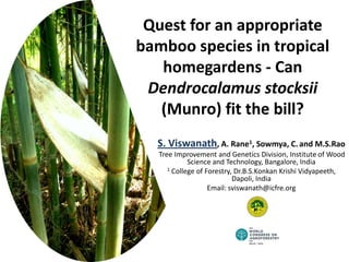 Quest for an appropriate
bamboo species in tropical
homegardens - Can
Dendrocalamus stocksii
(Munro) fit the bill?
S. Viswanath, A. Rane1, Sowmya, C. and M.S.Rao
Tree Improvement and Genetics Division, Institute of Wood
Science and Technology, Bangalore, India
1 College of Forestry, Dr.B.S.Konkan Krishi Vidyapeeth,
Dapoli, India
Email: sviswanath@icfre.org
 