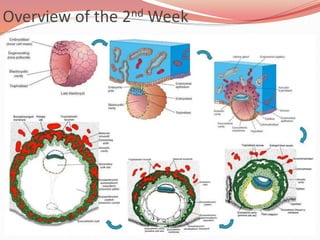 Embryology Course II - 2nd and 3rd Weeks of Development | PPTX