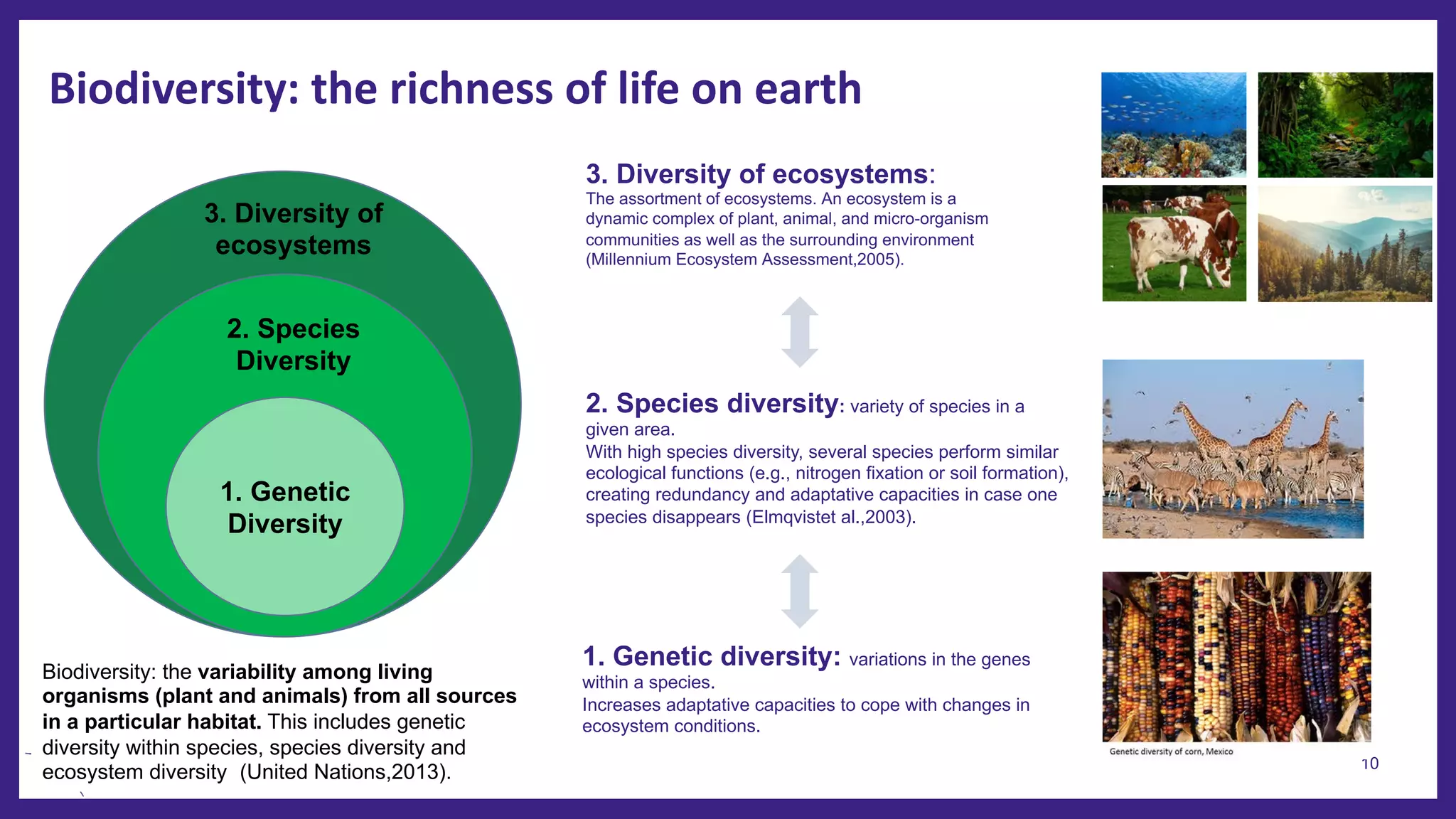 Biodiversity: the richness of life on earth
10
1. Genetic
Diversity
2. Species
Diversity
3. Diversity of
ecosystems
Biodiversity: the variability among living
organisms (plant and animals) from all sources
in a particular habitat. This includes genetic
diversity within species, species diversity and
ecosystem diversity (United Nations,2013).
1. Genetic diversity: variations in the genes
within a species.
Increases adaptative capacities to cope with changes in
ecosystem conditions.
2. Species diversity: variety of species in a
given area.
With high species diversity, several species perform similar
ecological functions (e.g., nitrogen fixation or soil formation),
creating redundancy and adaptative capacities in case one
species disappears (Elmqvistet al.,2003).
3. Diversity of ecosystems:
The assortment of ecosystems. An ecosystem is a
dynamic complex of plant, animal, and micro-organism
communities as well as the surrounding environment
(Millennium Ecosystem Assessment,2005).
 