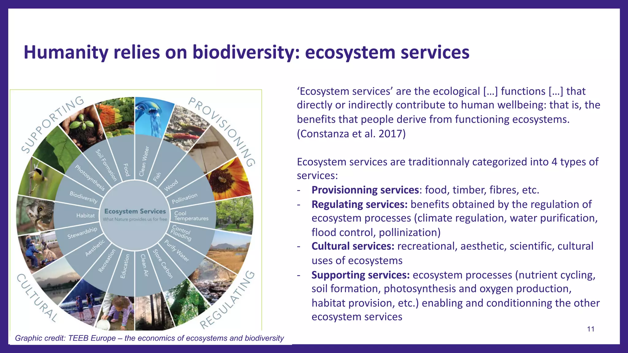 Humanity relies on biodiversity: ecosystem services
11
‘Ecosystem services’ are the ecological […] functions […] that
directly or indirectly contribute to human wellbeing: that is, the
benefits that people derive from functioning ecosystems.
(Constanza et al. 2017)
Ecosystem services are traditionnaly categorized into 4 types of
services:
- Provisionning services: food, timber, fibres, etc.
- Regulating services: benefits obtained by the regulation of
ecosystem processes (climate regulation, water purification,
flood control, pollinization)
- Cultural services: recreational, aesthetic, scientific, cultural
uses of ecosystems
- Supporting services: ecosystem processes (nutrient cycling,
soil formation, photosynthesis and oxygen production,
habitat provision, etc.) enabling and conditionning the other
ecosystem services
Graphic credit: TEEB Europe – the economics of ecosystems and biodiversity
 