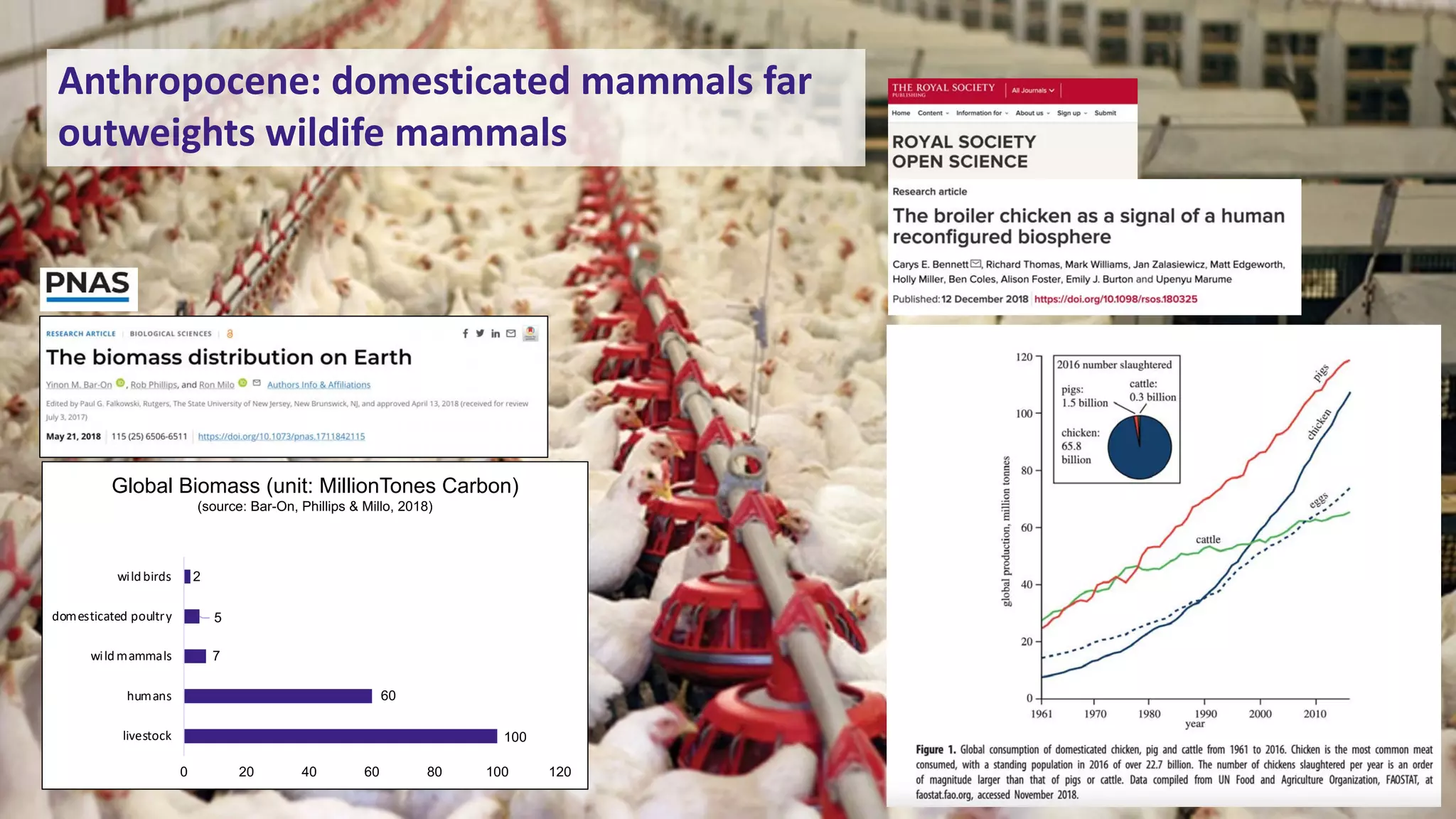 16
100
60
7
5
2
0 20 40 60 80 100 120
livestock
humans
wildmammals
domesticated poultry
wildbirds
Global Biomass (unit: MillionTones Carbon)
(source: Bar-On, Phillips & Millo, 2018)
Anthropocene: domesticated mammals far
outweights wildife mammals
 
