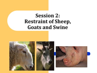 Session 2:
Restraint of Sheep,
 Goats and Swine
 