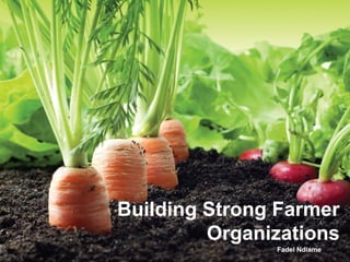 Building Strong Farmer
Organizations
Fadel Ndiame
 