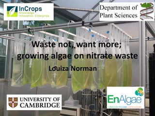 Louiza Norman 
Waste not, want more; 
growing algae on nitrate waste  