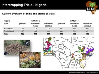 Intercropping Trials - Nigeria
www.iita.org | www.cgiar.org | www.acai-project.org
Current overview of trials and status of trials
Nigeria CIM 2016 CIM 2017
Zone planted harvested
maize
harvested
cassava
planted harvested
maize
harvested
cassava
South East 85 73 73 110 99 99
South West 47 45 44 66 39 47
Total 132 118 117 176 138 146
 