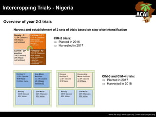Intercropping Trials - Nigeria
www.iita.org | www.cgiar.org | www.acai-project.org
Harvest and establishment of 2 sets of trials based on step-wise intensification
CIM-2 trials:
 Planted in 2016
 Harvested in 2017
CIM-3 and CIM-4 trials:
 Planted in 2017
 Harvested in 2018
Overview of year 2-3 trials
 