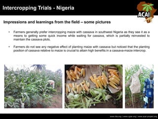 Intercropping Trials - Nigeria
Impressions and learnings from the field – some pictures
www.iita.org | www.cgiar.org | www.acai-project.org
• Farmers generally prefer intercropping maize with cassava in southwest Nigeria as they see it as a
means to getting some quick income while waiting for cassava, which is partially reinvested to
maintain the cassava plots.
• Farmers do not see any negative effect of planting maize with cassava but noticed that the planting
position of cassava relative to maize is crucial to attain high benefits in a cassava-maize intercrop.
 
