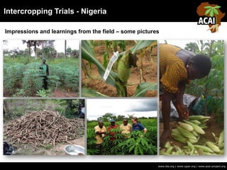 Intercropping Trials - Nigeria
Impressions and learnings from the field – some pictures
www.iita.org | www.cgiar.org | www.acai-project.org
 