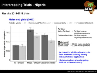Intercropping Trials - Nigeria
www.iita.org | www.cgiar.org | www.acai-project.org
Model: yield ~ 0 + MaizeLevel*Fertilizer + maizeVariety + (0 + Fertilizer|fieldID)
No reward in additional maize cobs
from increased planting density
without fertilizer application.
Higher cob yields when targeting
fertilizer to the maize crop.
Results 2018-2019 trials
Maize cob yield (2017)
= 40,000 maize plants/ha
= 20,000 maize plants/ha
Fertilizer
Maize Fertilizer = Fertilizer regime
targeting maize crop
Cassava Fertilizer = Fertilizer regime
targeting cassava crop
 