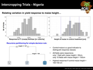 Intercropping Trials - Nigeria
www.iita.org | www.cgiar.org | www.acai-project.org
Relating variation in yield response to maize height…
Recursive partitioning for simple decision rule:
• Control maize is a good indicator to
distinguish response classes
• All fields were responsive;
only 1 field with maize height < 50cm,
only 10 fields with maize height > 150cm
• Highest response if control maize height =
100-150 cm
 