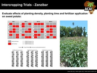 Intercropping Trials - Zanzibar
www.iita.org | www.cgiar.org | www.acai-project.org
Evaluate effects of planting density, planting time and fertilizer application
on sweet potato:
 