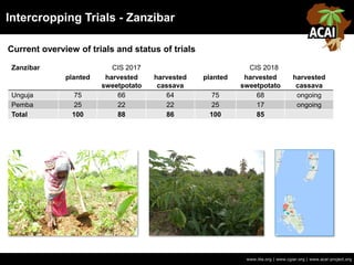 Intercropping Trials - Zanzibar
www.iita.org | www.cgiar.org | www.acai-project.org
Current overview of trials and status of trials
Zanzibar CIS 2017 CIS 2018
planted harvested
sweetpotato
harvested
cassava
planted harvested
sweetpotato
harvested
cassava
Unguja 75 66 64 75 68 ongoing
Pemba 25 22 22 25 17 ongoing
Total 100 88 86 100 85
 