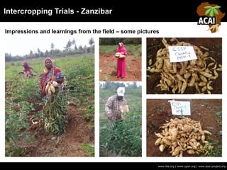 Intercropping Trials - Zanzibar
Impressions and learnings from the field – some pictures
www.iita.org | www.cgiar.org | www.acai-project.org
 