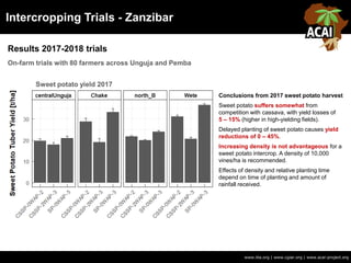 Intercropping Trials - Zanzibar
Results 2017-2018 trials
www.iita.org | www.cgiar.org | www.acai-project.org
On-farm trials with 80 farmers across Unguja and Pemba
Sweet potato yield 2017
Conclusions from 2017 sweet potato harvest
Sweet potato suffers somewhat from
competition with cassava, with yield losses of
5 – 15% (higher in high-yielding fields).
Delayed planting of sweet potato causes yield
reductions of 0 – 45%.
Increasing density is not advantageous for a
sweet potato intercrop. A density of 10,000
vines/ha is recommended.
Effects of density and relative planting time
depend on time of planting and amount of
rainfall received.
 
