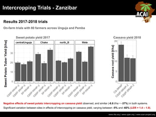 Intercropping Trials - Zanzibar
Results 2017-2018 trials
www.iita.org | www.cgiar.org | www.acai-project.org
On-farm trials with 80 farmers across Unguja and Pemba
Sweet potato yield 2017 Cassava yield 2018
Negative effects of sweet potato intercropping on cassava yield observed, and similar (-6.6 t/ha ~ -37%) in both systems.
Significant variation between sites in effects of intercropping on cassava yield, varying between -5% and -60% (LER = 1.4 – 1.9).
 