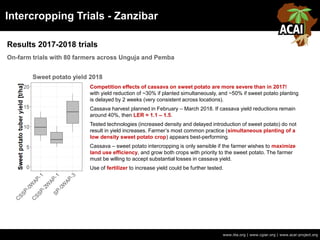 Intercropping Trials - Zanzibar
Results 2017-2018 trials
www.iita.org | www.cgiar.org | www.acai-project.org
On-farm trials with 80 farmers across Unguja and Pemba
Sweet potato yield 2018
Competition effects of cassava on sweet potato are more severe than in 2017!
with yield reduction of ~30% if planted simultaneously, and ~50% if sweet potato planting
is delayed by 2 weeks (very consistent across locations).
Cassava harvest planned in February – March 2018. If cassava yield reductions remain
around 40%, then LER = 1.1 – 1.5.
Tested technologies (increased density and delayed introduction of sweet potato) do not
result in yield increases. Farmer’s most common practice (simultaneous planting of a
low density sweet potato crop) appears best-performing.
Cassava – sweet potato intercropping is only sensible if the farmer wishes to maximize
land use efficiency, and grow both crops with priority to the sweet potato. The farmer
must be willing to accept substantial losses in cassava yield.
Use of fertilizer to increase yield could be further tested.
 