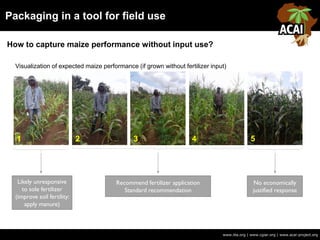 Packaging in a tool for field use
www.iita.org | www.cgiar.org | www.acai-project.org
How to capture maize performance without input use?
1 2 3 4 5
Visualization of expected maize performance (if grown without fertilizer input)
Likely unresponsive
to sole fertilizer
(improve soil fertility:
apply manure)
Recommend fertilizer application
Standard recommendation
No economically
justified response
 
