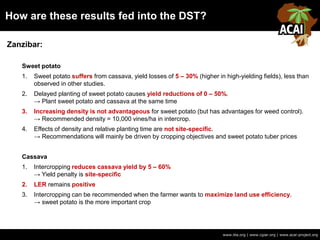 How are these results fed into the DST?
www.iita.org | www.cgiar.org | www.acai-project.org
Zanzibar:
Sweet potato
1. Sweet potato suffers from cassava, yield losses of 5 – 30% (higher in high-yielding fields), less than
observed in other studies.
2. Delayed planting of sweet potato causes yield reductions of 0 – 50%.
→ Plant sweet potato and cassava at the same time
3. Increasing density is not advantageous for sweet potato (but has advantages for weed control).
→ Recommended density = 10,000 vines/ha in intercrop.
4. Effects of density and relative planting time are not site-specific.
→ Recommendations will mainly be driven by cropping objectives and sweet potato tuber prices
Cassava
1. Intercropping reduces cassava yield by 5 – 60%
→ Yield penalty is site-specific
2. LER remains positive
3. Intercropping can be recommended when the farmer wants to maximize land use efficiency.
→ sweet potato is the more important crop
 