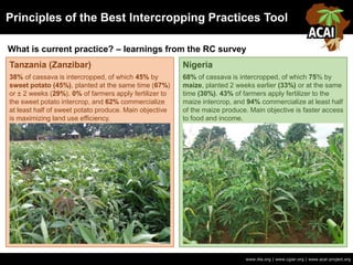 Principles of the Best Intercropping Practices Tool
www.iita.org | www.cgiar.org | www.acai-project.org
What is current practice? – learnings from the RC survey
Tanzania (Zanzibar)
38% of cassava is intercropped, of which 45% by
sweet potato (45%), planted at the same time (67%)
or ± 2 weeks (29%). 0% of farmers apply fertilizer to
the sweet potato intercrop, and 62% commercialize
at least half of sweet potato produce. Main objective
is maximizing land use efficiency.
Nigeria
68% of cassava is intercropped, of which 75% by
maize, planted 2 weeks earlier (33%) or at the same
time (30%). 43% of farmers apply fertilizer to the
maize intercrop, and 94% commercialize at least half
of the maize produce. Main objective is faster access
to food and income.
Need picture here!
 