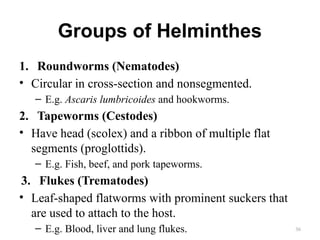 Multiple Roundworms Session 22 Infectious Pathology-1...pptx
