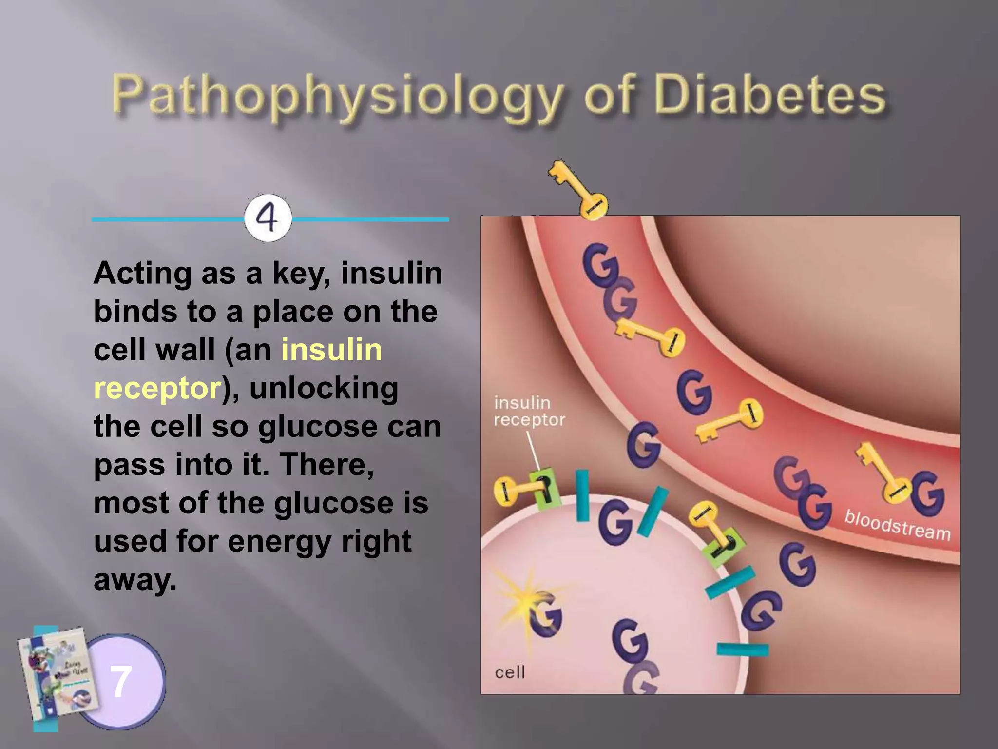 Acting as a key, insulin
binds to a place on the
cell wall (an insulin
receptor), unlocking
the cell so glucose can
pass into it. There,
most of the glucose is
used for energy right
away.
7
 