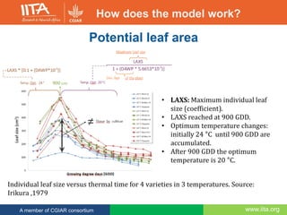 www.iita.orgA member of CGIAR consortium
How does the model work?
Individual leaf size versus thermal time for 4 varieties...