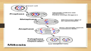 Comprehensive Overview of the Cell Cycle and Mitosis Processes | PPTX