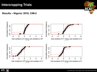 Intercropping Trials
www.iita.org | www.cgiar.org | www.acai-project.org
Results – Nigeria: 2016, CIM-2
 