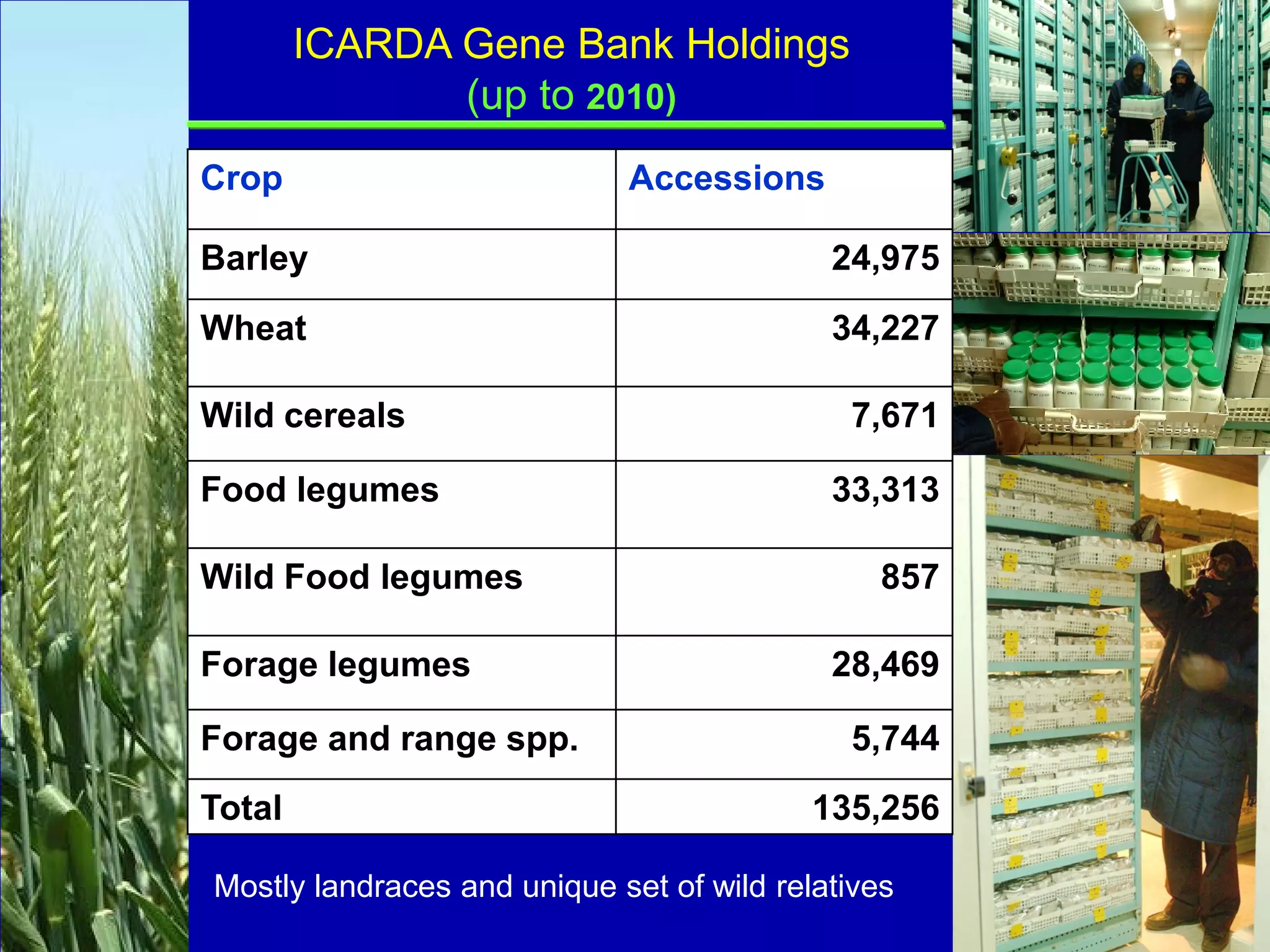 ICARDA Gene Bank Holdings
               (up to 2010)
Crop                         Accessions

Barley                                      24,975
Wheat                                       34,227

Wild cereals                                 7,671

Food legumes                                33,313

Wild Food legumes                               857

Forage legumes                              28,469

Forage and range spp.                        5,744
Total                                      135,256

Mostly landraces and unique set of wild relatives
 