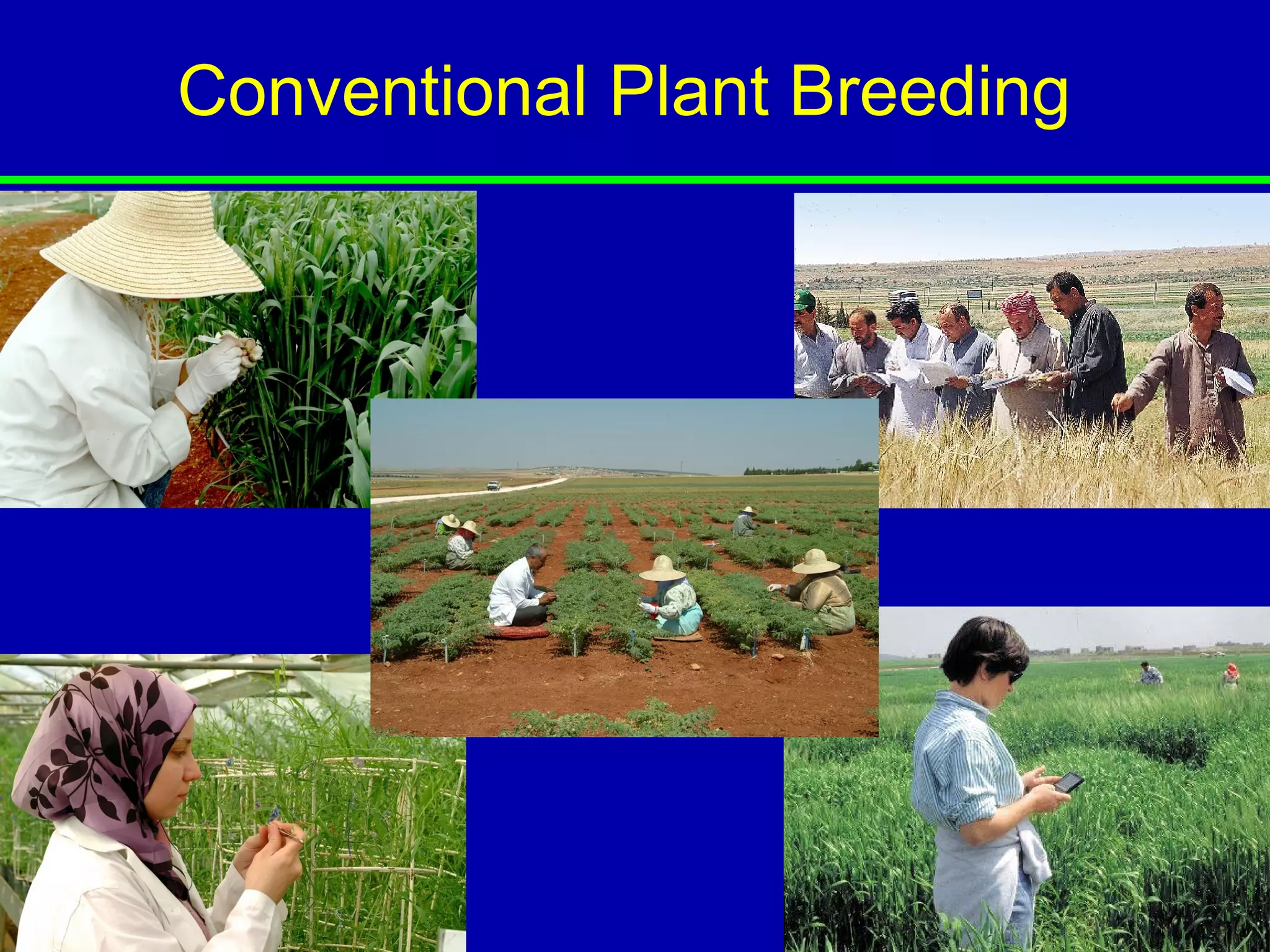 Conventional Plant Breeding
 