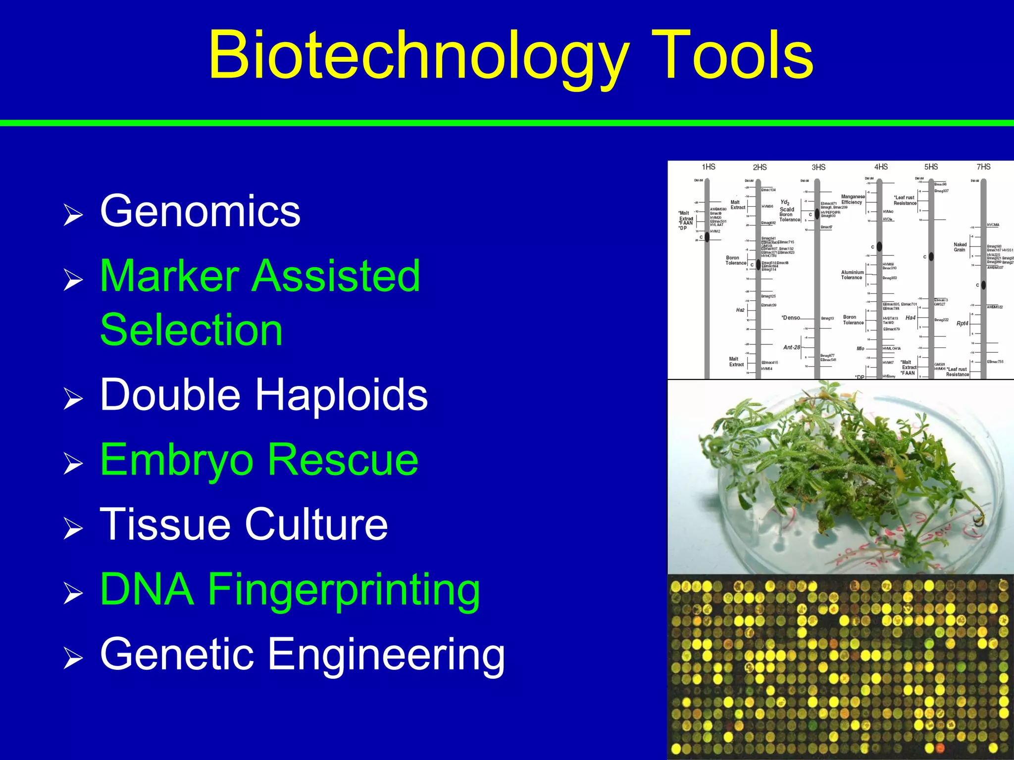 Biotechnology Tools

 Genomics
 Marker Assisted
  Selection
 Double Haploids

 Embryo Rescue

 Tissue Culture

 DNA Fingerprinting

 Genetic Engineering
 