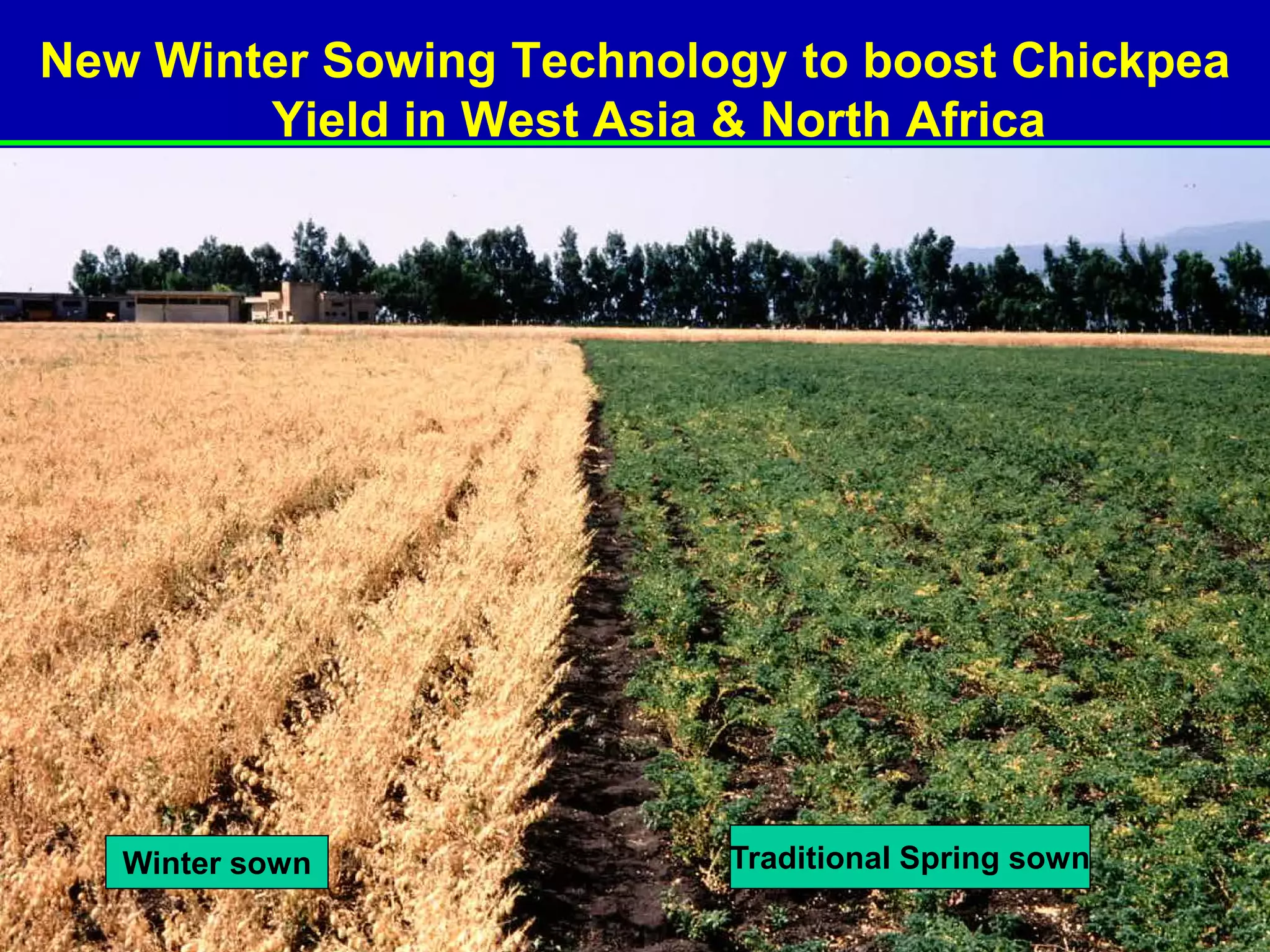 New Winter Sowing Technology to boost Chickpea
        Yield in West Asia & North Africa




   Winter sown            Traditional Spring sown
 