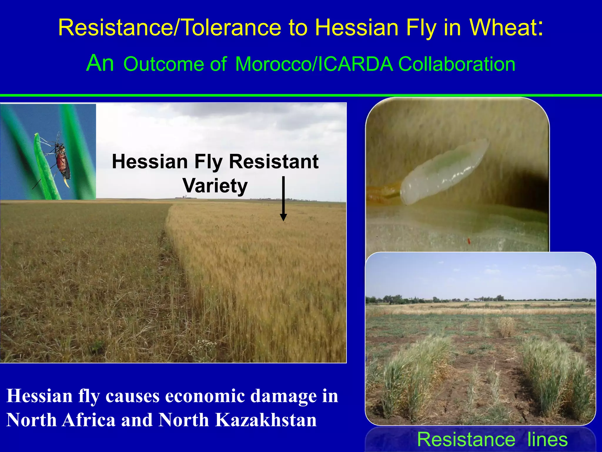 Resistance/Tolerance to Hessian Fly in Wheat:
        An Outcome of Morocco/ICARDA Collaboration



           Hessian Fly Resistant
                  Variety




Hessian fly causes economic damage in
North Africa and North Kazakhstan
                                        Resistance lines
 