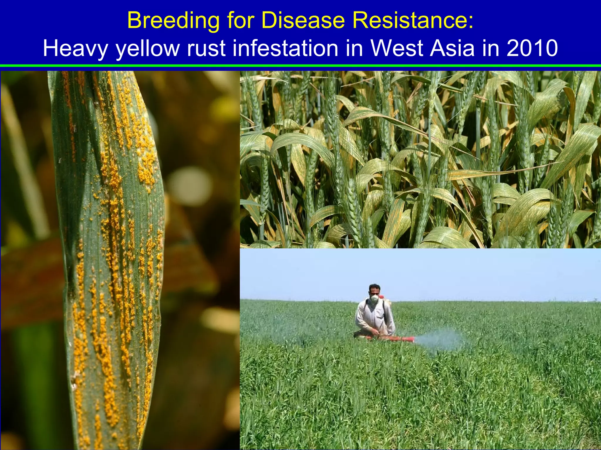 Breeding for Disease Resistance:
Heavy yellow rust infestation in West Asia in 2010




                        50
 