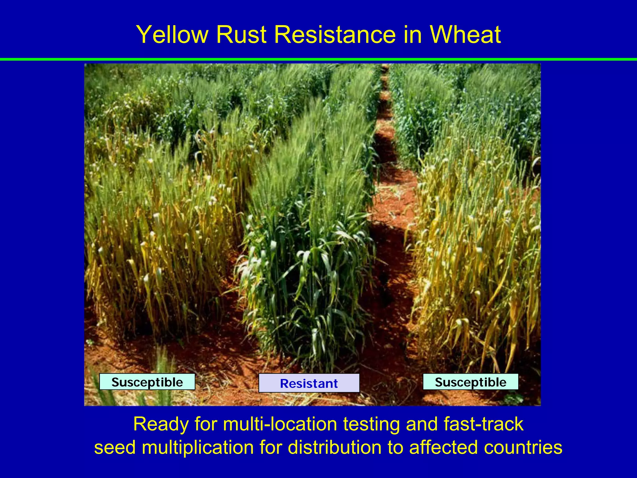 Yellow Rust Resistance in Wheat




  Susceptible         Resistant           Susceptible


    Ready for multi-location testing and fast-track
seed multiplication for distribution to affected countries
 